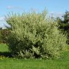 Silverberry #5 - Image 2